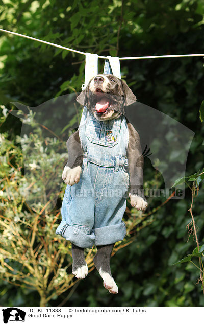 Deutsche Dogge Welpe / Great Dane Puppy / KL-11838