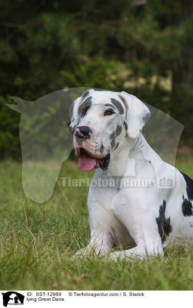 liegende Deutsche Dogge / lying Great Dane / SST-12969