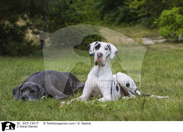 2 Deutsche Doggen / 2 Great Danes / SST-13017