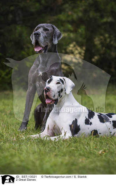 2 Deutsche Doggen / 2 Great Danes / SST-13021