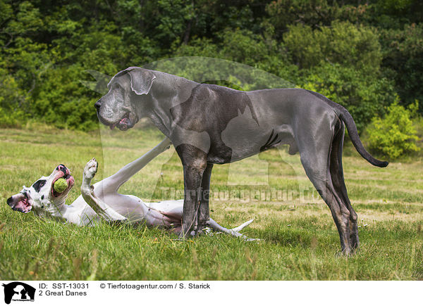 2 Deutsche Doggen / 2 Great Danes / SST-13031