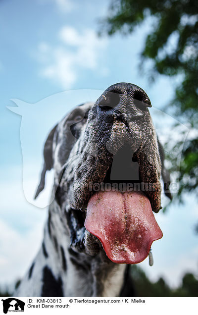 Deutsche Dogge Maul / Great Dane mouth / KMI-03813