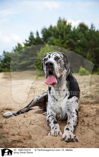 liegende Deutsche Dogge / lying Great Dane / KMI-03816