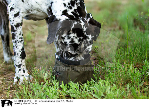 trinkender Deutsche Dogge / drinking Great Dane / KMI-03819