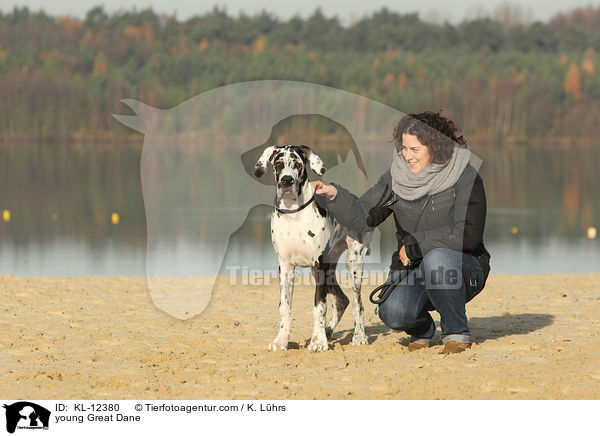 junge Deutsche Dogge / young Great Dane / KL-12380