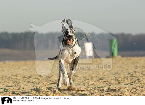 junge Deutsche Dogge / young Great Dane / KL-12389