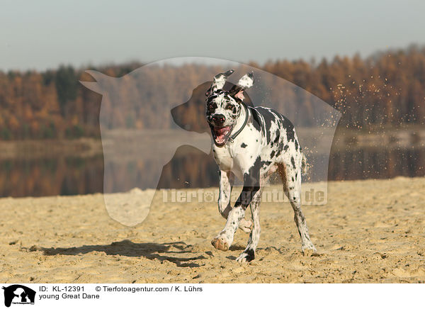 junge Deutsche Dogge / young Great Dane / KL-12391