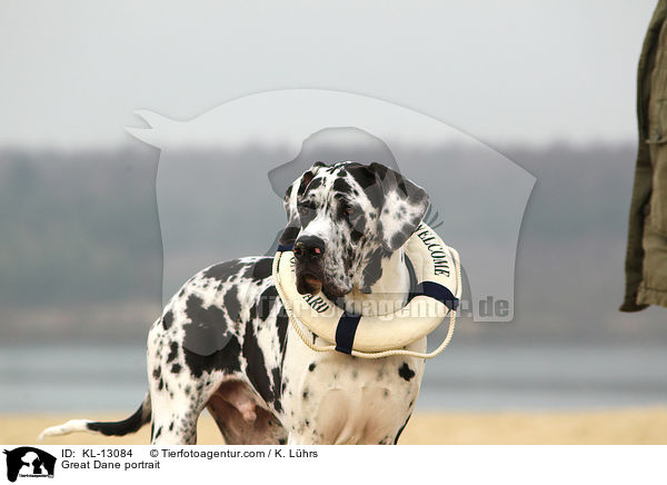 Deutsche Dogge Portrait / Great Dane portrait / KL-13084