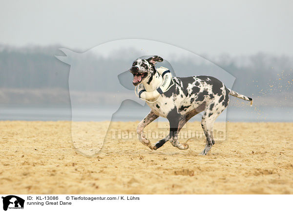 rennende Deutsche Dogge / running Great Dane / KL-13086