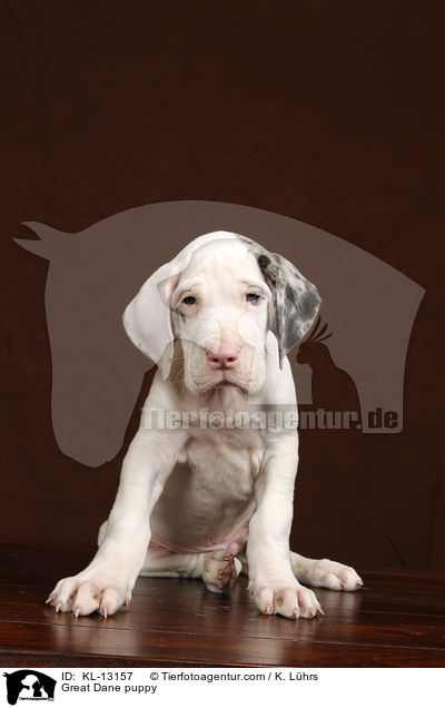 Deutsche Dogge Welpe / Great Dane puppy / KL-13157