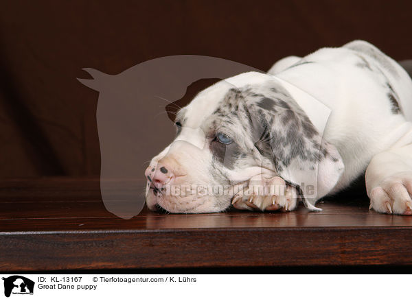 Deutsche Dogge Welpe / Great Dane puppy / KL-13167