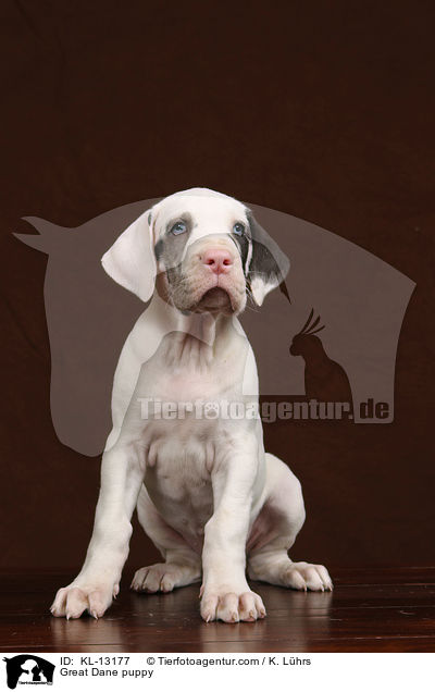 Deutsche Dogge Welpe / Great Dane puppy / KL-13177