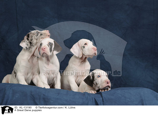 4 Deutsche Dogge Welpen / 4 Great Dane puppies / KL-13190