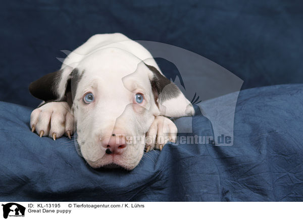 Deutsche Dogge Welpe / Great Dane puppy / KL-13195