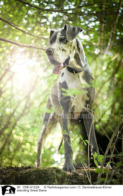 stehende Deutsche Dogge / standing Great Dane / CDE-01229