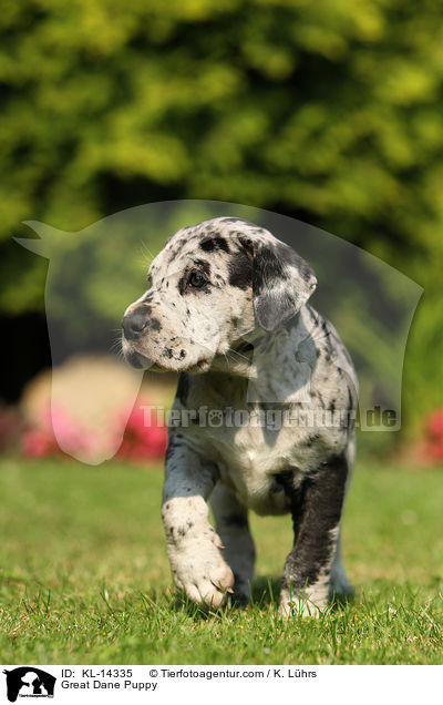 Great Dane Puppy / KL-14335