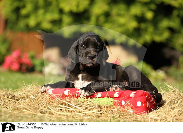 Deutsche Dogge Welpe / Great Dane Puppy / KL-14355