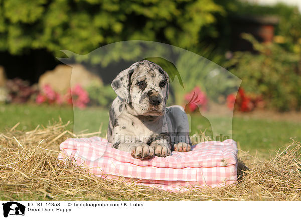 Deutsche Dogge Welpe / Great Dane Puppy / KL-14358