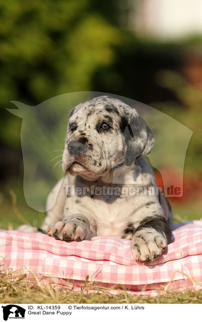 Deutsche Dogge Welpe / Great Dane Puppy / KL-14359