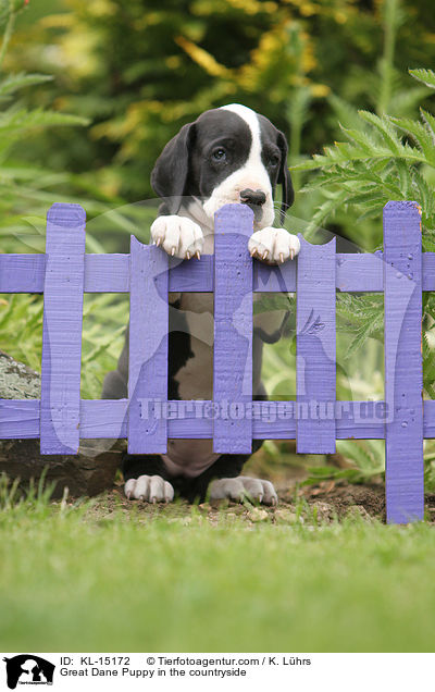 Great Dane Puppy in the countryside / KL-15172