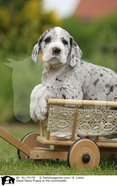 Great Dane Puppy in the countryside / KL-15178