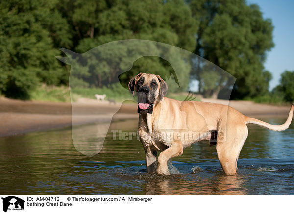 bathing Great Dane / AM-04712