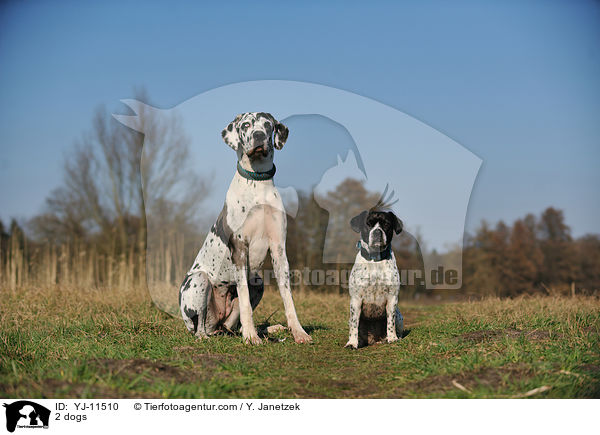 2 Hunde / 2 dogs / YJ-11510