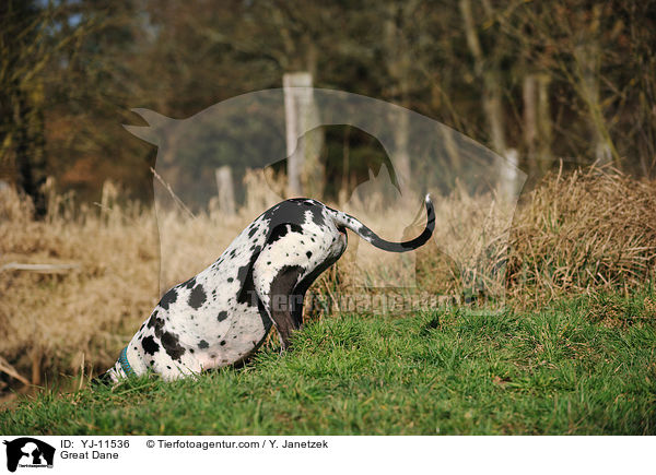 Deutsche Dogge / Great Dane / YJ-11536