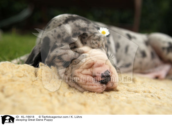 schlafender Deutsche Dogge Welpe / sleeping Great Dane Puppy / KL-16618