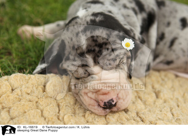 schlafender Deutsche Dogge Welpe / sleeping Great Dane Puppy / KL-16619