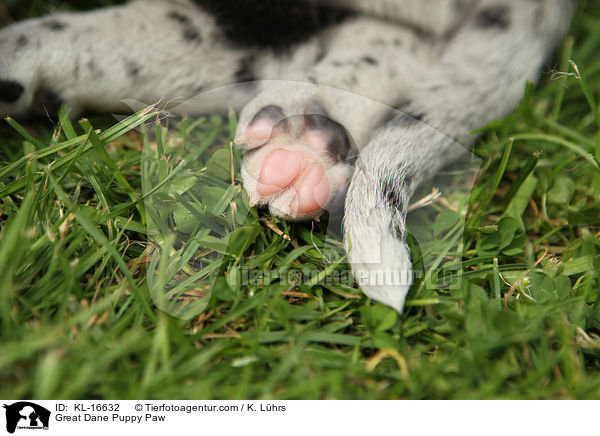 Great Dane Puppy Paw / KL-16632