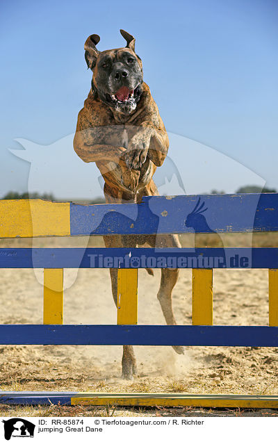 springende Deutsche Dogge / jumping Great Dane / RR-85874