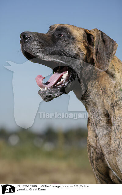 ghnende Deutsche Dogge / yawning Great Dane / RR-85900