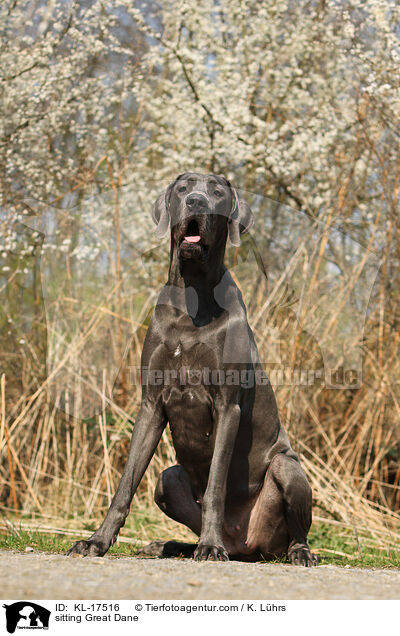 sitzende Deutsche Dogge / sitting Great Dane / KL-17516