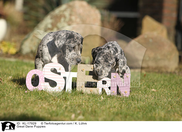 Deutsche Dogge Welpen / Great Dane Puppies / KL-17929