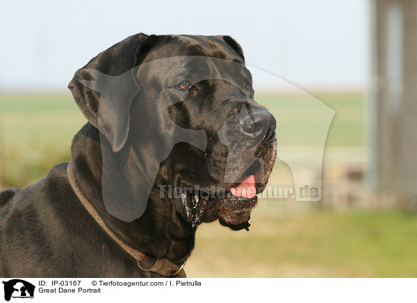 Deutsche Dogge Portrait / Great Dane Portrait / IP-03167