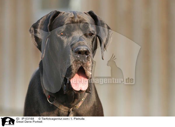 Deutsche Dogge Portrait / Great Dane Portrait / IP-03168