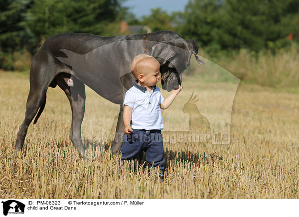 Kind und Deutsche Dogge / child and Great Dane / PM-06323