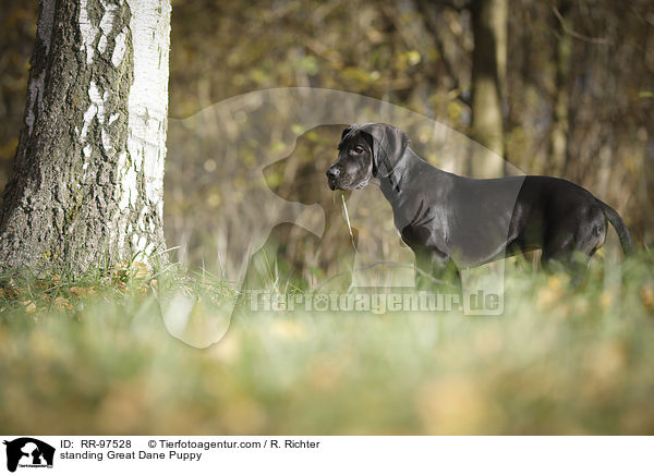 stehender Dogge Welpe / standing Great Dane Puppy / RR-97528