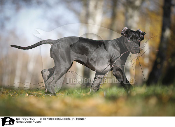 Dogge Welpe / Great Dane Puppy / RR-97529