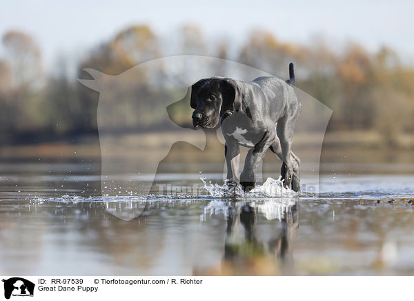 Great Dane Puppy / RR-97539