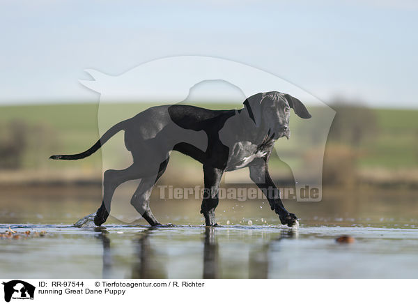 running Great Dane Puppy / RR-97544