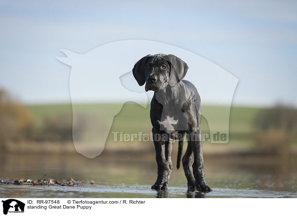 stehender Dogge Welpe / standing Great Dane Puppy / RR-97548