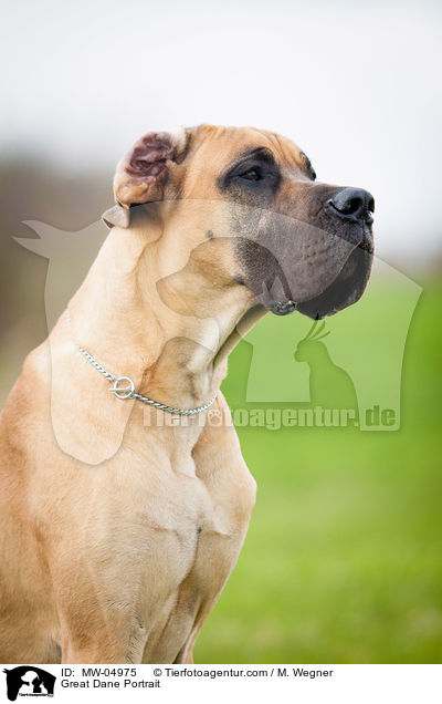 Deutsche Dogge Portrait / Great Dane Portrait / MW-04975