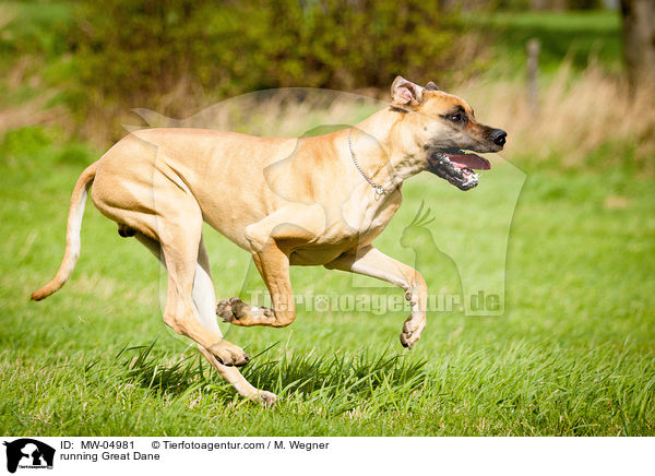 rennende Deutsche Dogge / running Great Dane / MW-04981