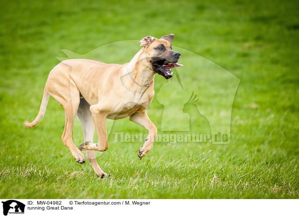 rennende Deutsche Dogge / running Great Dane / MW-04982