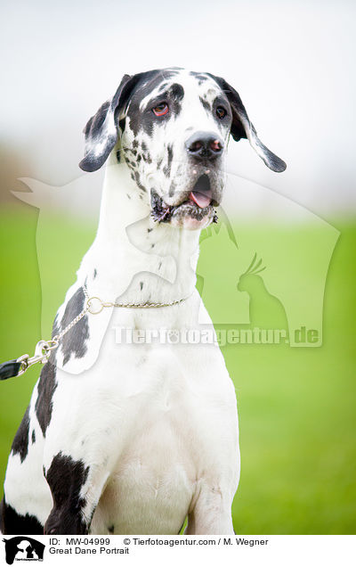 Deutsche Dogge Portrait / Great Dane Portrait / MW-04999