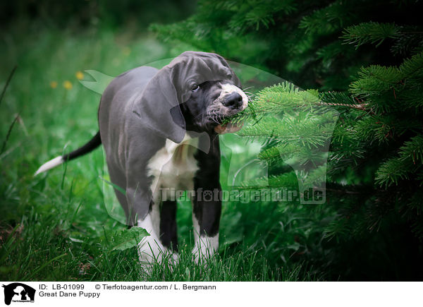 Deutsche Dogge Welpe / Great Dane Puppy / LB-01099
