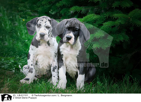 2 Deutsche Dogge Welpen / 2 Great Dane Puppys / LB-01101