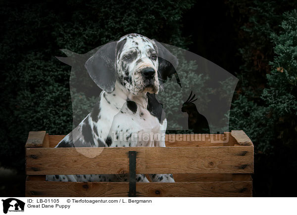Deutsche Dogge Welpe / Great Dane Puppy / LB-01105